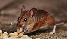 24 Hour & Emergency Exterminators in Fairdale, WV